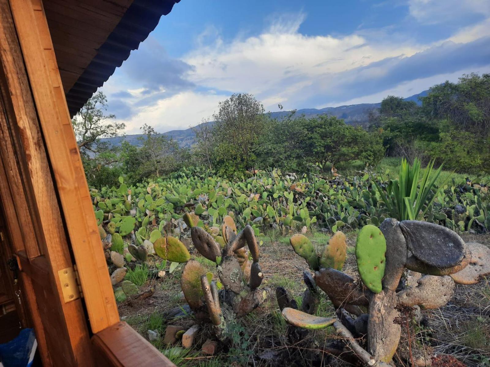 Glamping Entre Nopales, De Leyva Sachica
