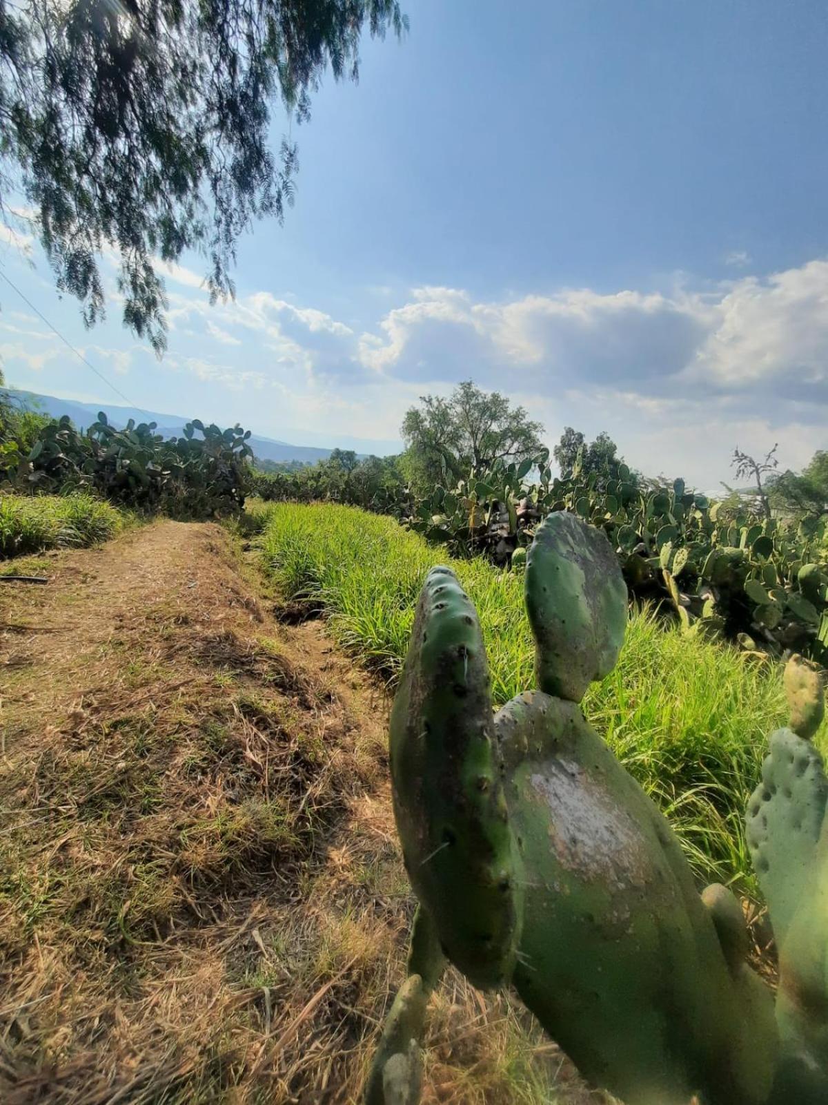 Glamping Entre Nopales, De Leyva Sachica