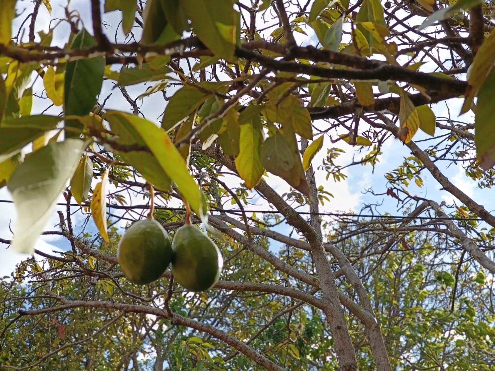 Glamping Entre Nopales, De Leyva Campsite Sachica