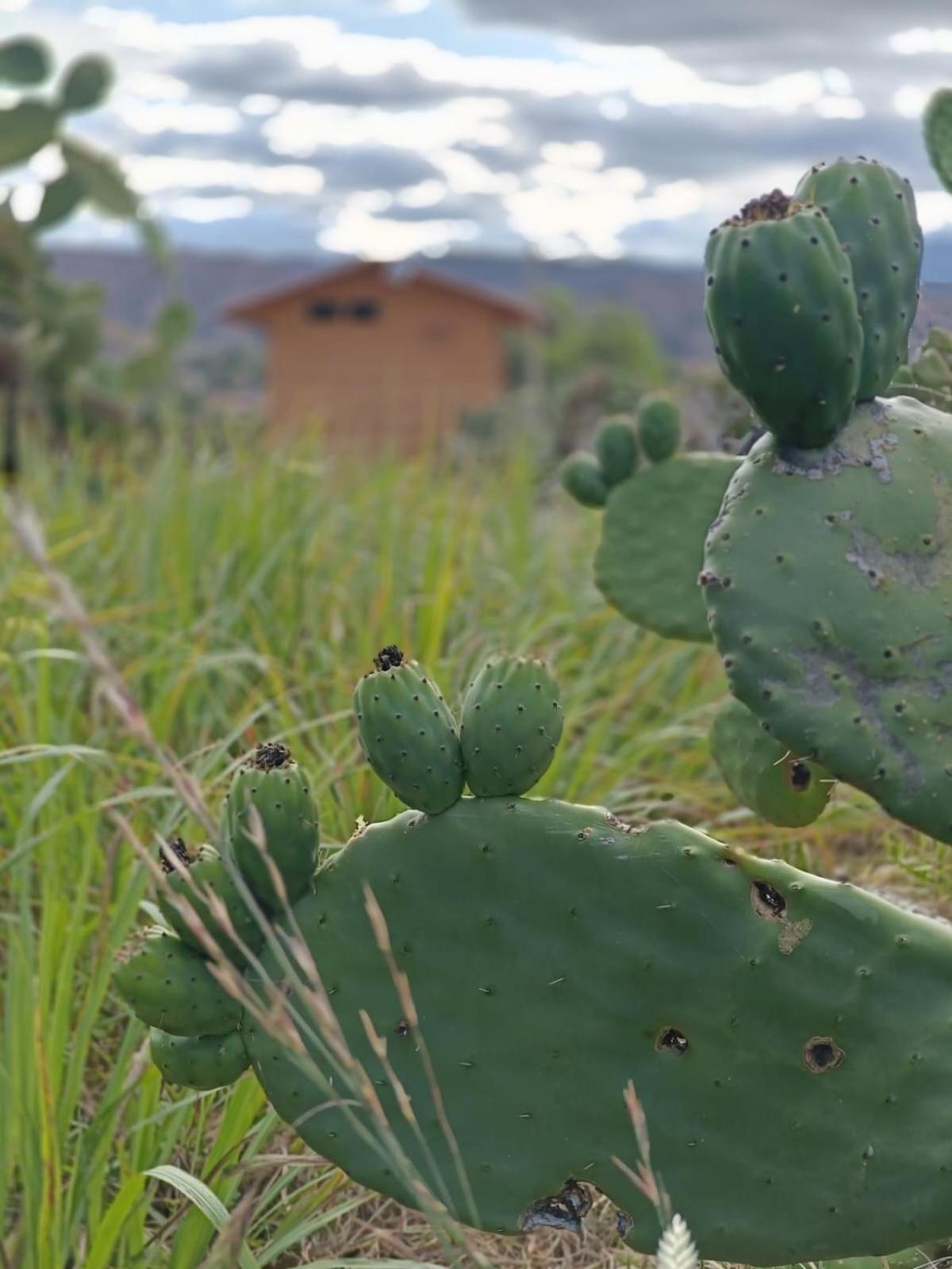 Campsite Glamping Entre Nopales, De Leyva