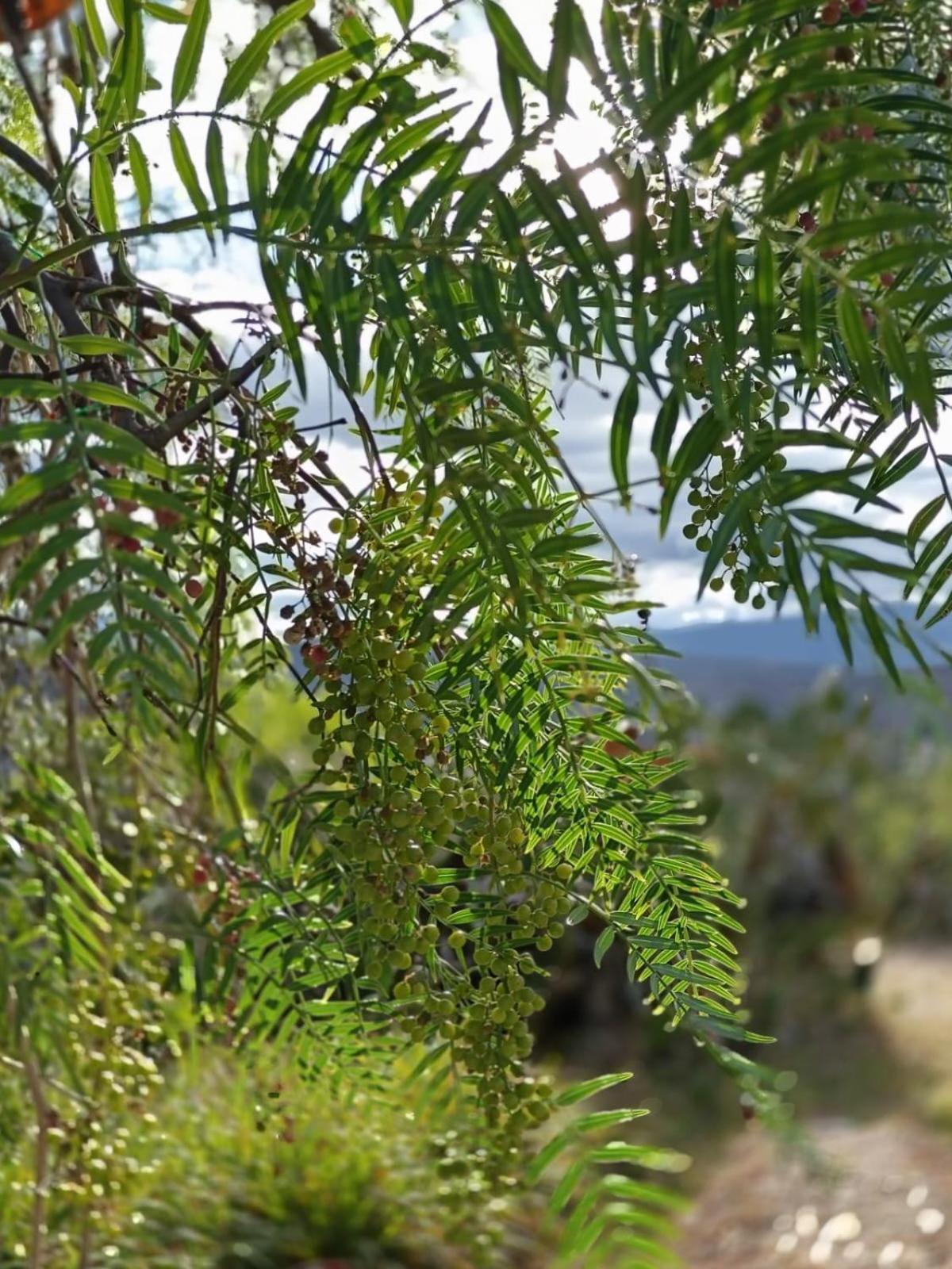 Campsite Glamping Entre Nopales, De Leyva *